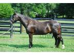 Adopt Sarge a Black Tennessee Walking Horse horse in Lovettsville, VA (30870717)