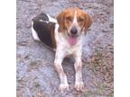 Adopt Jethro a Tricolor (Tan/Brown & Black & White) Treeing Walker Coonhound /