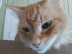 Adopt Annie J. a Tan or Fawn Tabby Domestic Shorthair (short coat) cat in