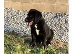 Bernese Mountain Dog-Labrador Retriever Mix PUPPY FOR SALE ADN-431913 - Tootsie