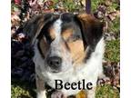 Adopt Beetle a Cattle Dog