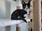 Adopt Cornbread (Available for pre-adoption) a Domestic Short Hair