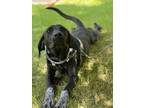 Adopt Chacha a German Shorthaired Pointer, Labrador Retriever