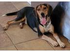 Adopt Turtle a Beagle / Hound (Unknown Type) / Mixed dog in Waxhaw