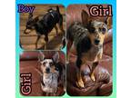 Adopt Cheif a Black - with Tan, Yellow or Fawn Miniature Pinscher / Mixed dog in