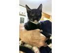 Adopt Sir Pounce (Available for pre-adoption) a Domestic Shorthair / Mixed cat
