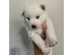 Pomeranian Puppy for sale in Newton, UT, USA