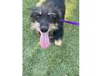 Adopt Rocket a Black Dachshund / Mixed dog in Fresno, CA (35393514)