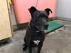 Adopt *BAMBI a Black - with White American Pit Bull Terrier / Mixed dog in