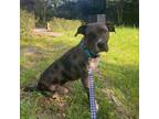 Adopt Delilah a Brown/Chocolate Catahoula Leopard Dog / Mixed dog in