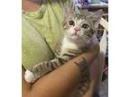 Red Beans & Rice (available For Pre-adoption), Domestic Shorthair For Adoption