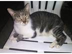 Adopt Mama Mia a Brown Tabby Domestic Shorthair (short coat) cat in Columbia