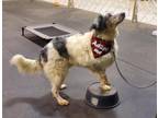 Adopt Gunner a Merle Australian Shepherd / Great Pyrenees / Mixed dog in Auburn