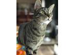 Adopt Ellie a Tiger Striped Domestic Shorthair (short coat) cat in High Springs