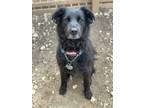 Adopt Jetta a Black Flat-Coated Retriever / Labrador Retriever / Mixed dog in