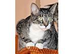 Adopt Lovie a Gray, Blue or Silver Tabby Domestic Shorthair (short coat) cat in
