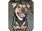 Adopt Sidney a Tan/Yellow/Fawn - with Black Catahoula Leopard Dog / Shar Pei /