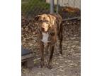 Adopt George a Brindle Catahoula Leopard Dog / Mixed dog in Wagoner