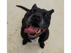 Adopt Ebony Anne a Black - with White American Staffordshire Terrier / Labrador