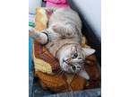 Adopt Cotija a Gray, Blue or Silver Tabby Domestic Shorthair (short coat) cat in