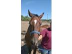 Adopt Pocahantas a Bay Quarterhorse horse in Alvin, TX (16372075)