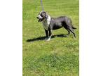 Adopt Sam a Gray/Blue/Silver/Salt & Pepper Pit Bull Terrier / Collie / Mixed dog