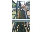 Adopt Celeste a Chestnut/Sorrel Quarterhorse horse in Alvin, TX (16371772)