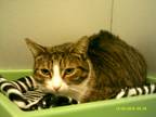 Adopt Andy a Brown Tabby Domestic Shorthair (short coat) cat in Barnwell