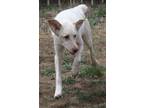 Adopt Freckles a Tan/Yellow/Fawn German Shepherd Dog / Pointer dog in Colorado