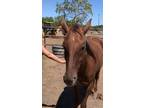 Adopt Aurora a Chestnut/Sorrel Quarterhorse horse in Alvin, TX (16371776)