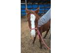 Adopt Whisper a Chestnut/Sorrel Quarterhorse horse in Alvin, TX (16373240)