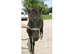 Adopt Lydia a Bay Tennessee Walking Horse horse in Alvin, TX (16372514)