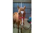 Adopt Holiday a Chestnut/Sorrel Quarterhorse horse in Alvin, TX (16370877)