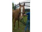 Adopt Lorelei a Chestnut/Sorrel Thoroughbred horse in Alvin, TX (16371597)