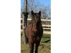 Adopt Gina a Bay Quarterhorse horse in Alvin, TX (16370830)