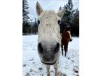 Adopt Viking a White Arabian / Other/Unknown horse in Jacksonville