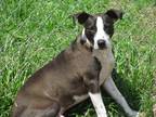 Adopt Tater a Black - with White Labrador Retriever / Boston Terrier / Mixed dog