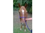 Adopt Rusty Red a Chestnut/Sorrel Quarterhorse horse in Alvin, TX (16372572)