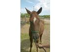 Adopt Tori a Chestnut/Sorrel Quarterhorse horse in Alvin, TX (16371768)