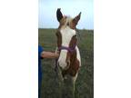 Adopt Grant a Paint Paint/Pinto horse in Alvin, TX (16371496)