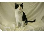 Adopt Jon Snow a Black & White or Tuxedo Domestic Shorthair (short coat) cat in