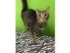 Adopt Posey a Brown Tabby Domestic Shorthair (short coat) cat in Barnwell