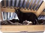 Adopt Eve a All Black Domestic Shorthair (short coat) cat in Winnsboro