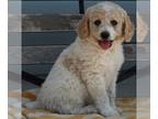 Poodle (Standard) PUPPY FOR SALE ADN-432029 - AKC Standard Poodle For Sale
