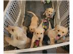 Golden Retriever PUPPY FOR SALE ADN-432542 - Golden retriever puppies