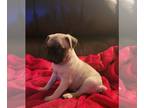 Pug PUPPY FOR SALE ADN-432326 - FAWN MALE
