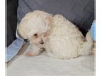 Maltipoo PUPPY FOR SALE ADN-432048 - Loving CKC Maltipoo puppy ready to join