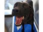 Adopt BLUE a Black - with White German Shepherd Dog / American Pit Bull Terrier
