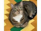 Adopt Puma a Domestic Shorthair / Mixed cat in Kingston, NY (35404476)