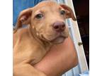 Adopt CT - Cayenne Pepper (Pink) - F - PUPPY a Tan/Yellow/Fawn American Pit Bull